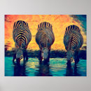 Pesquisar por zebra colorida pósteres pôsteres Natureza