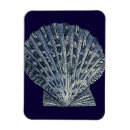 Pesquisar por marítimos imas Concha