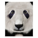 Pesquisar por urso panda pôsteres Animal