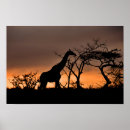 Pesquisar por áfrica pósteres pôsteres Safari