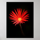 Pesquisar por margarida vermelha pôsteres Preto