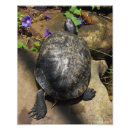 Pesquisar por ponto de interrogação pôsteres Vida selvagem