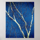 Pesquisar por birch tree pósteres pôsteres Natureza