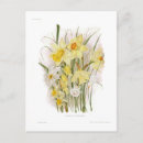 Pesquisar por daffodils cartoes postais Selvagem