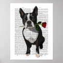 Pesquisar por boston pósteres pôsteres Bonitinhos de boston terriers