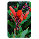 Pesquisar por cannes imas Ímanes