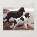Pesquisar por cão terra nova cartoes postais Animais