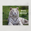 Pesquisar por tigre branco cartoes Gato grande