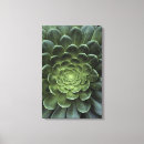 Pesquisar por crescimento impressão de canvas Cacto