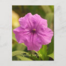 Pesquisar por flores mexicanas cartoes postais Rosa