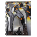Pesquisar por pinguim de rei Animal