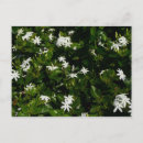 Pesquisar por tropical flowers cartoes postais Natureza
