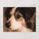 Pesquisar por australian cartoes postais Cachorro