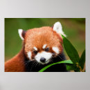 Pesquisar por pandas bonitos pôsteres Vida selvagem