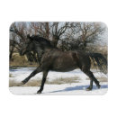 Pesquisar por cavalos selvagens mustang cartoes Equestre