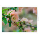 Pesquisar por marmelos cartoes postais Floral