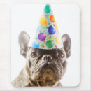 Pesquisar por french bulldog Animals