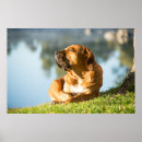Pesquisar por cão pôsteres Feliz