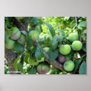 Pesquisar por fruta roxa pósteres pôsteres Qualquer pessoa
