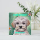 Pesquisar por maltipoo cartoes Amante de cachorro