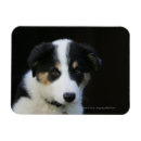 Pesquisar por cão de border collie imas Fotógrafo canino