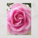 Pesquisar por querido cartoes postais Rosa