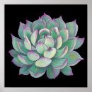 Pesquisar por succulent pôsteres Flor
