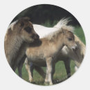 Pesquisar por potro adesivos Miniatura