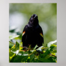 Pesquisar por pássaro preto pôsteres Folhas