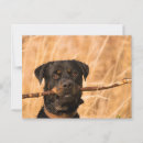 Pesquisar por cão rottweiler cartoes postais Giro