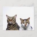 Pesquisar por gato japonês cartoes postais Animais