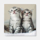 Pesquisar por gelado imas Gatinho