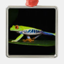 Pesquisar por olhos vermelhos ornamentos Floresta tropical