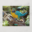 Pesquisar por penas coloridas cartoes postais Natureza