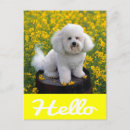 Pesquisar por bichon frise cartoes Obrigado