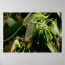 Pesquisar por planta da orquídea Foto