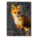 Pesquisar por foxy cartoes Natureza