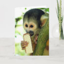 Pesquisar por macaco folha cartoes Floresta