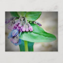 Pesquisar por campainha cartoes postais Flores silvestres