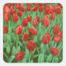 Pesquisar por campos tulipas adesivos Primavera