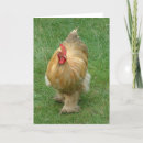 Pesquisar por farm animals cartoes Chicken