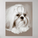 Pesquisar por shih tzu pôsteres Tzus de shih
