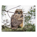 Pesquisar por olho da coruja pósteres pôsteres Fofofo