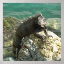 Pesquisar por iguana verde pôsteres Animal