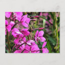 Pesquisar por abelhas cartoes postais Rosa