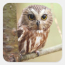 Pesquisar por das corujas adesivos Dia