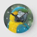 Pesquisar por macaw azul e amarelo Arara