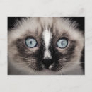 Pesquisar por gatos persas cartoes postais Branco