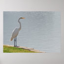 Pesquisar por egrets pósteres pôsteres Grande egret