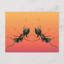 Pesquisar por formigas cartoes postais Entomologia